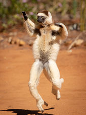 Verreaux's Sifaka
