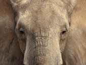 African elephant