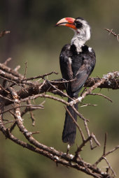 Red-billed hornbill