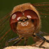 Ruddy darter