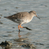 Redshank