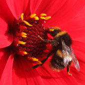 Bumblebee