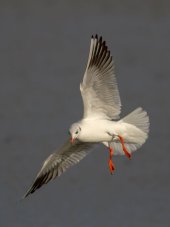 Black-headed gull