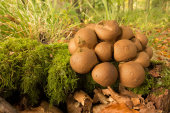 Common Puffball