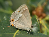 Purple hairstreak
