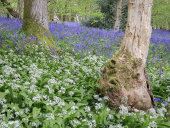 Bluebells and Ramsons