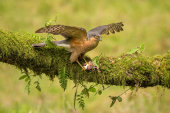 Sparrowhawk