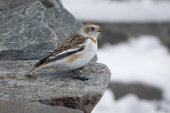 Snow bunting