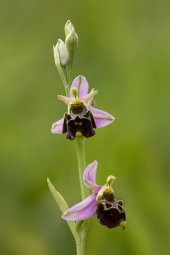 Late spider orchid