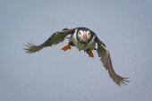 Puffin