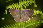 Purple hairstreak