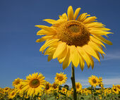 Sunflowers, Tilshead