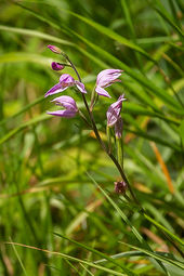 Red helleborine