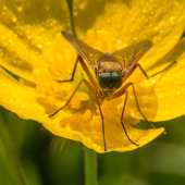 Fly