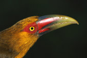 Saffron toucanet