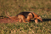 Lesser anteater