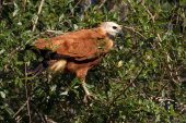 Black-collared hawk
