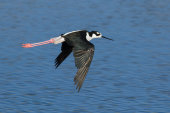 Black-necked stilt