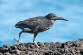 Lava heron