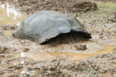 Giant tortoise