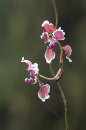 Orchid