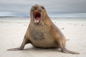 Southern elephant seal