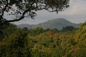 Rainforest canopy