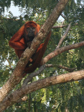 Red howler monkey
