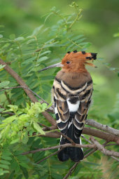 Hoopoe
