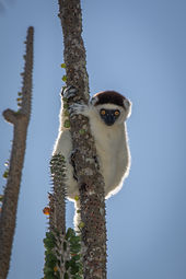 Verreaux's Sifaka
