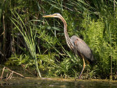 Purple heron