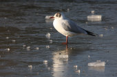 Black-headed gull