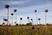 Devil's bit scabious