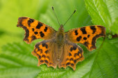 Comma butterfly
