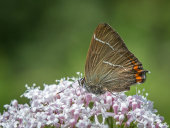 White-letter hairstreak