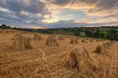 Stooks, Box