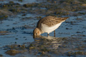 Dunlin