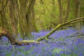 Bluebells