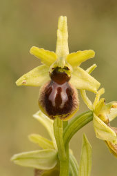 Early spider orchid