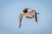Guillemot