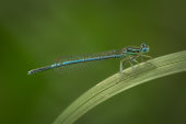White-legged damselfly