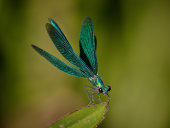 Beautiful demoiselle