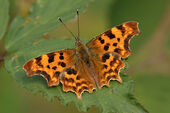 Comma butterfly