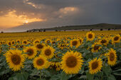Sunflowers at sunset, Stanton St Bernard