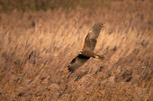 Marsh harrier