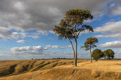 Roundway Down