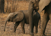 African elephant