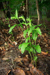Dune helleborine