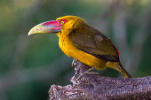 Saffron toucanet
