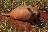Six-banded armadillo